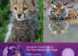 All Evening Starlight Gallery: Walk on the Wild Side at First Night Morristown, December 31, NJ
